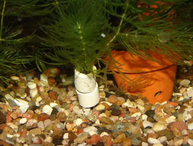 Aquariumplant Rogolnik (20 foto's): Ynhâld yn it akwarium. Hoe kinne jo it plantsje en befeiligje op 'e boaiem? Fokkerij planten. Wêrom draait de Rogolnik giel en groeit net? 22161_15
