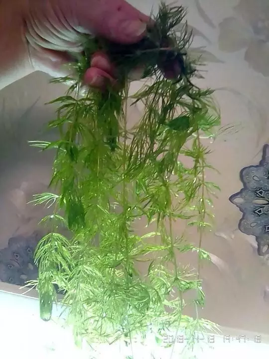Акваріумне рослина роголістнік (20 фото): зміст в акваріумі. Як його садити і закріпити на дні? Розведення рослини. Чому роголістнік жовтіє і не росте? 22161_17
