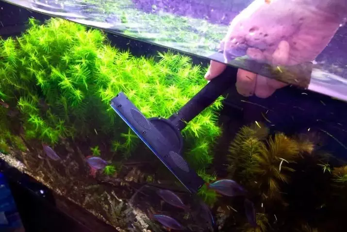 Aquarium Plant Rogolnik (Picha 20): Maudhui katika aquarium. Jinsi ya kupanda na salama chini? Mimea ya kuzaa. Kwa nini Rogolnik hugeuka njano na haikua? 22161_18