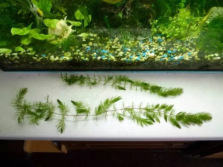 Aquarium Plant Rogolnik (20 gambar): Kandungan di akuarium. Bagaimana untuk menanamnya dan selamat di bahagian bawah? Tumbuhan pembiakan. Kenapa Rogolnik menjadi kuning dan tidak berkembang? 22161_19