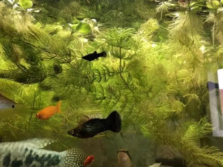 Aquariumplant Rogolnik (20 foto's): Ynhâld yn it akwarium. Hoe kinne jo it plantsje en befeiligje op 'e boaiem? Fokkerij planten. Wêrom draait de Rogolnik giel en groeit net? 22161_20
