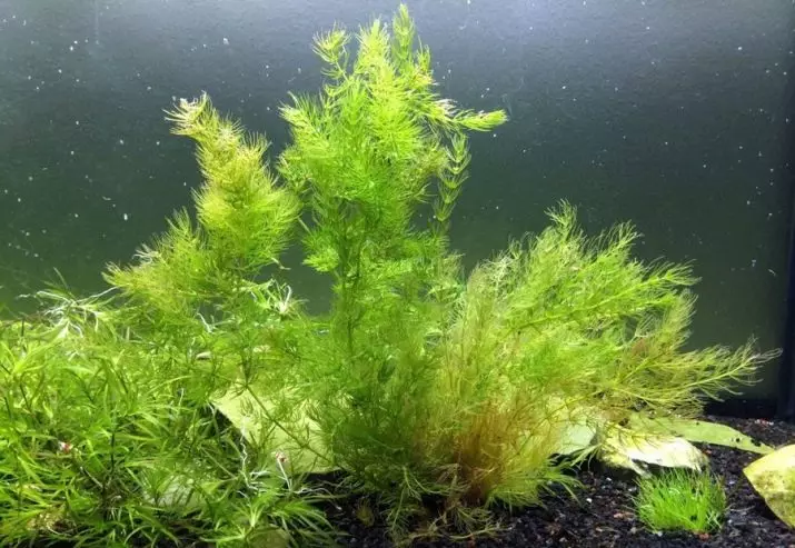 Aquariumplant Rogolnik (20 foto's): Ynhâld yn it akwarium. Hoe kinne jo it plantsje en befeiligje op 'e boaiem? Fokkerij planten. Wêrom draait de Rogolnik giel en groeit net? 22161_3