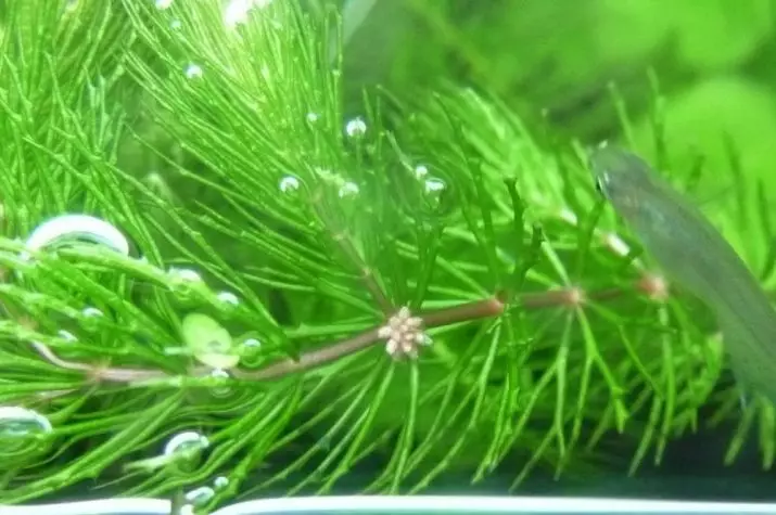 Aquarium Plant Rogolnik (20 mga larawan): Nilalaman sa aquarium. Paano itanim ito at secure sa ibaba? Mga halaman ng pag-aanak. Bakit ang rogolnik ay dilaw at hindi lumalaki? 22161_4