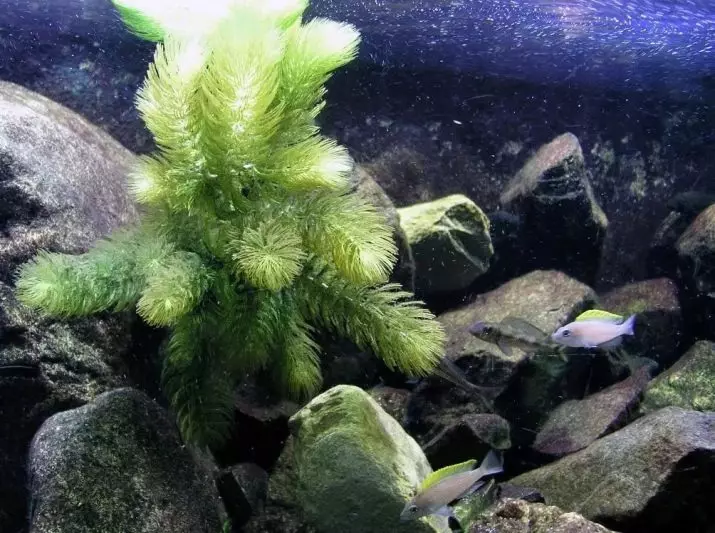 Aquariumplant Rogolnik (20 foto's): Ynhâld yn it akwarium. Hoe kinne jo it plantsje en befeiligje op 'e boaiem? Fokkerij planten. Wêrom draait de Rogolnik giel en groeit net? 22161_5