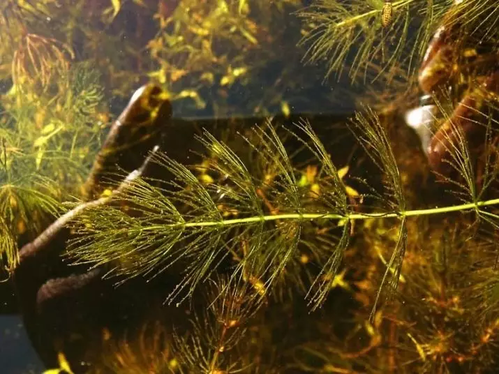 Tanduran akuarium Rogolnik (20 Foto): Konten ing akuarium. Cara nandur lan aman ing ngisor? Tanduran breeding. Napa rogolnik dadi kuning lan ora tuwuh? 22161_6