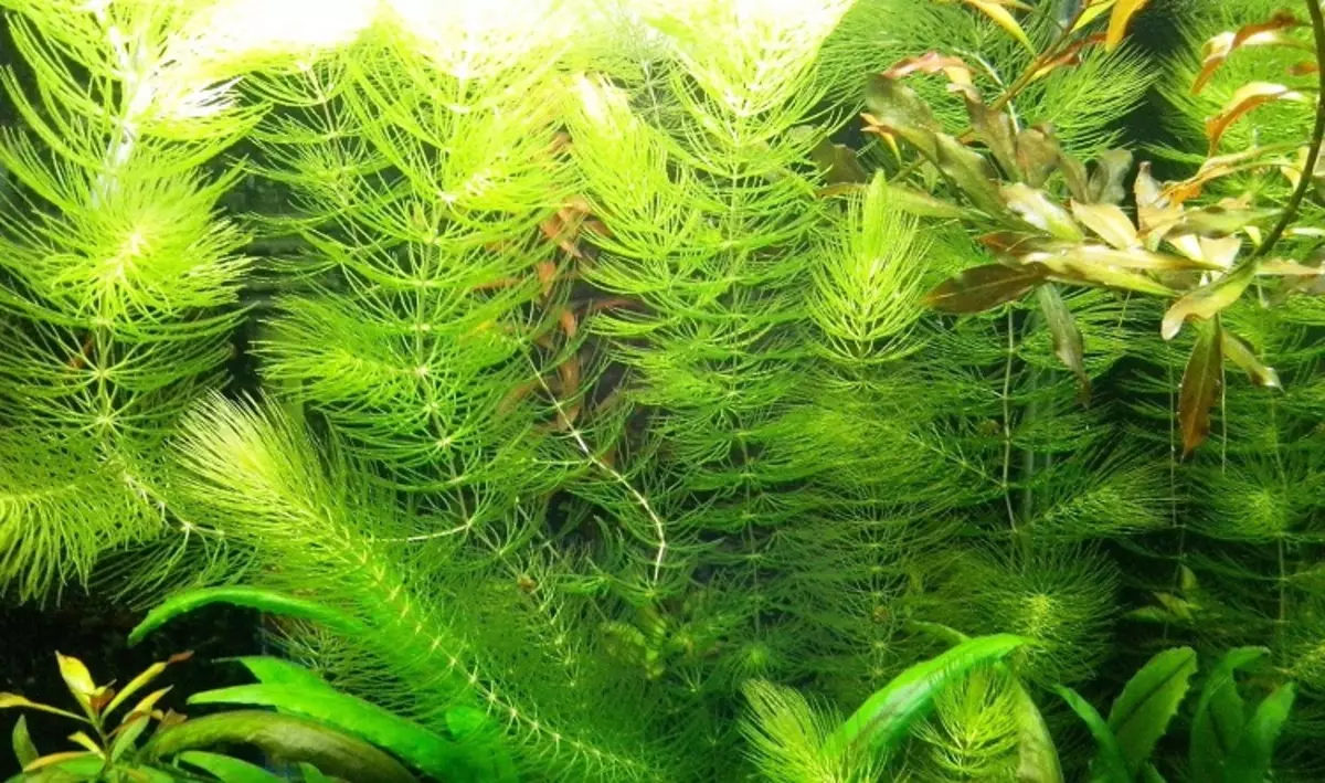 Aquarium Plant Rogolnik (Picha 20): Maudhui katika aquarium. Jinsi ya kupanda na salama chini? Mimea ya kuzaa. Kwa nini Rogolnik hugeuka njano na haikua? 22161_7