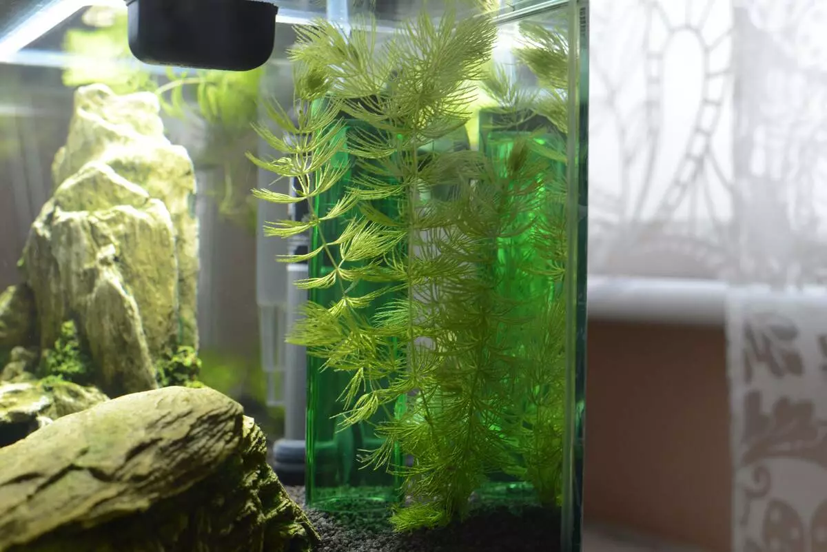 Aquarium Plant Rogolnik (Picha 20): Maudhui katika aquarium. Jinsi ya kupanda na salama chini? Mimea ya kuzaa. Kwa nini Rogolnik hugeuka njano na haikua? 22161_8