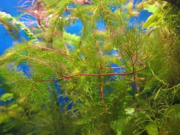 Aquariumplant Rogolnik (20 foto's): Ynhâld yn it akwarium. Hoe kinne jo it plantsje en befeiligje op 'e boaiem? Fokkerij planten. Wêrom draait de Rogolnik giel en groeit net? 22161_9