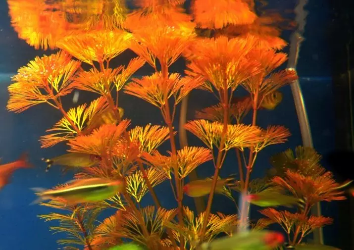 Kababuba (18 photos): Content of aquarium plant and breeding. How to plant it in aquarium? 22162_10
