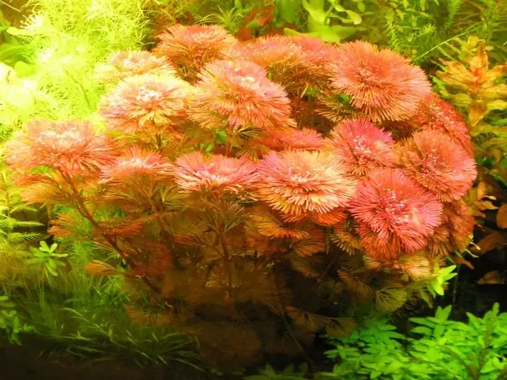 Kababuba（18写真）：水族館植物と繁殖の含有量。水族館でそれを植える方法 22162_3