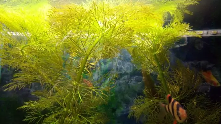 Кабабуба (18 зураг): Аквариумын ургамал, үржлийн агуулга. Үүнийг аквариумд хэрхэн тарих вэ? 22162_5
