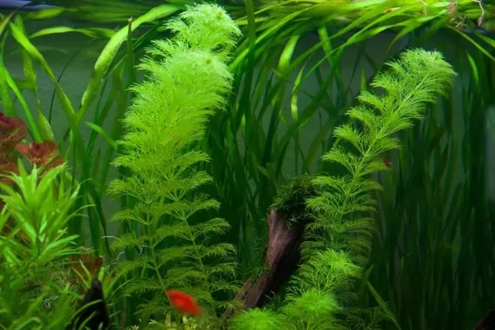 Kababuba（18写真）：水族館植物と繁殖の含有量。水族館でそれを植える方法 22162_9