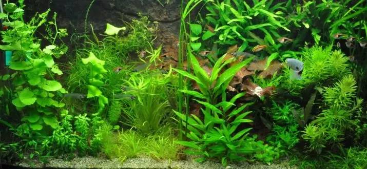 Aquarium Plant Lemongrass (22 fotos): características do contido no acuario e matices de reprodución, unha visión xeral dun estreito, anano e outros tipos de limón 22167_10