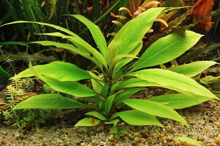Аквариумна лента Lemongrass (22 снимки): характеристики на съдържанието в аквариума и нюансите на развъждане, преглед на тесен, джудже и други видове лимонена трева 22167_11
