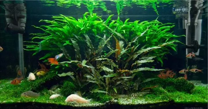 Aquarium Plant Lemongrass (22 fotos): características do contido no acuario e matices de reprodución, unha visión xeral dun estreito, anano e outros tipos de limón 22167_13