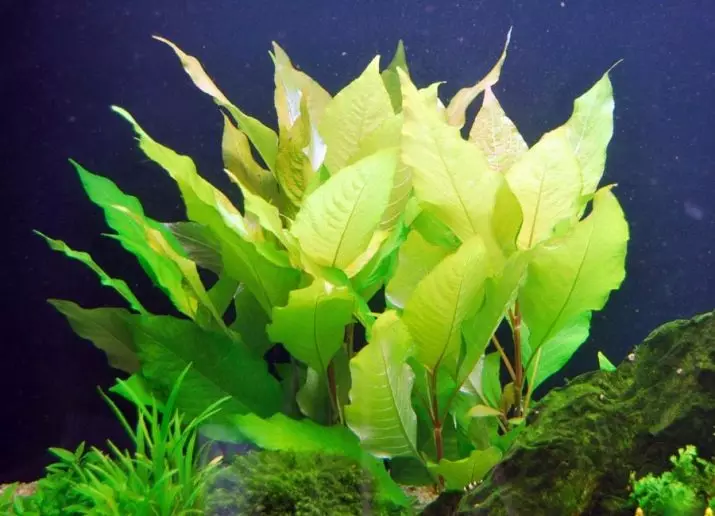 Aquarium Plant Lemongrass (22 fotoj): Trajtoj de la enhavo en la akvario kaj nuancoj de reproduktado, superrigardo de mallarĝa, nano kaj aliaj specoj de lemongrass 22167_2