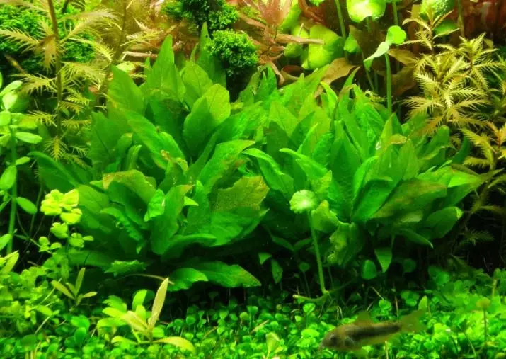 Aquarium plant lemongrass (22 foto): Karakteristik nan kontni an nan akwaryòm lan ak nuans nan elvaj, yon BECA de yon etwat, tinen ak lòt kalite Sitwonèl 22167_22