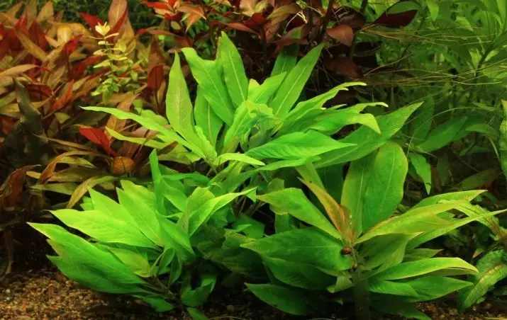 Akvaarium taime Lemongrass (22 pildid): Omadused sisu akvaariumi ja nüansse aretamiseks, ülevaate kitsas, kääbus ja muud liiki sidrunheina 22167_4
