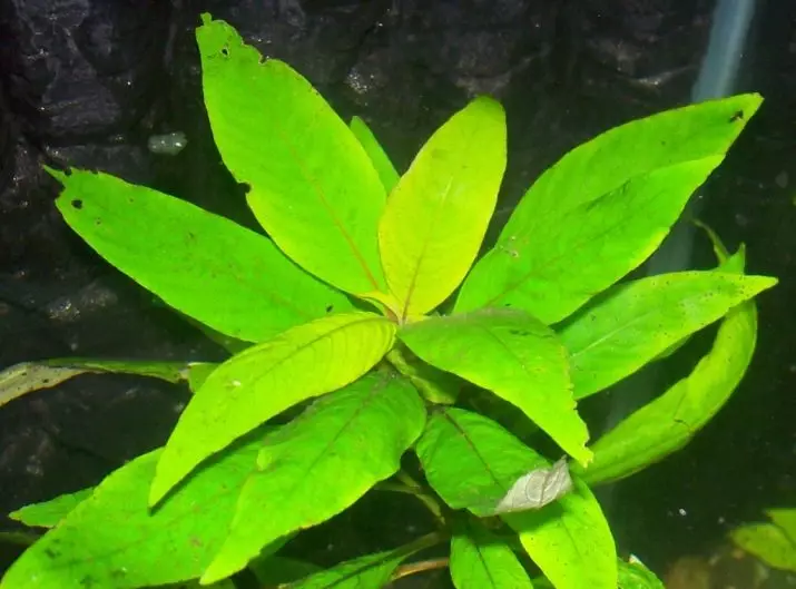 Plante de acvariu Lemongrass (22 fotografii): Caracteristicile conținutului în acvariu și nuanțele de reproducere, o imagine de ansamblu a unui tip îngust, pitic și alte tipuri de lemongrass 22167_5