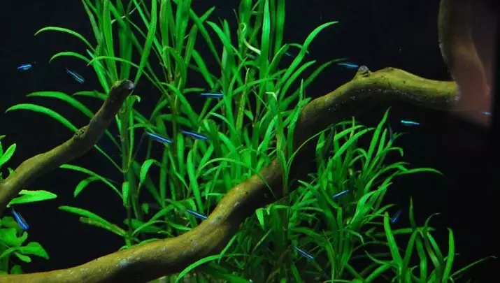 Aquarium sa tanom Lemongrass (22 litrato): Bahin sa mga sulod sa aquarium ug sa nuances sa breeding, usa ka kinatibuk-ang paghulagway sa usa ka pig-ot, dwarf ug uban pang mga matang sa lemongrass 22167_7