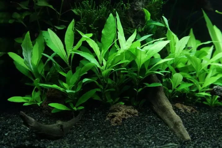 Akvárium növény citromfű (22 fotó): Jellemzői a tartalom az akváriumban és árnyalatok tenyésztés, áttekintést ad egy keskeny, törpe és más típusú citromfű 22167_8