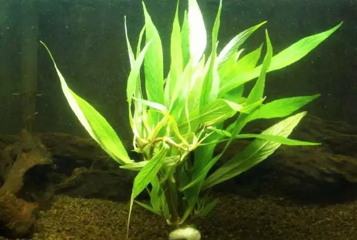 Aquarium Plant Lemongrass (22 fotos): característiques del contingut a l'aquari i matisos de cria, una visió general d'un estret, nan i altres tipus de llimona 22167_9