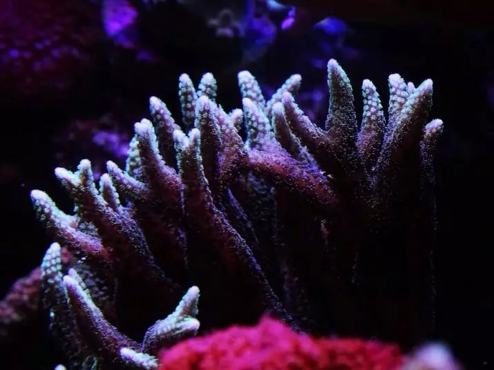 Korály pre akvárium (23 fotografií): Živé a umelé koraly, možnosti pre deformáciu akváriu s vlastnými rukami 22171_11