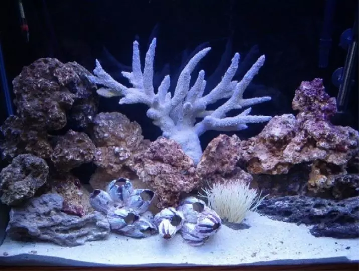 الشعاب المرجانية للحوض السماء (23 صورة): المرجان الحي والاصطناعي، خيارات لتصوير حوض السمك بأيديهم 22171_12