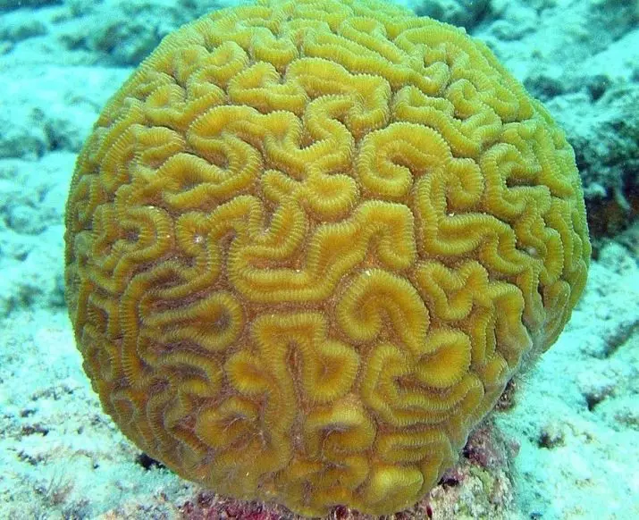 Corals pentru acvariu (23 fotografii): Coraluri live și artificiale, Opțiuni pentru decorarea acvariului cu propriile mâini 22171_15