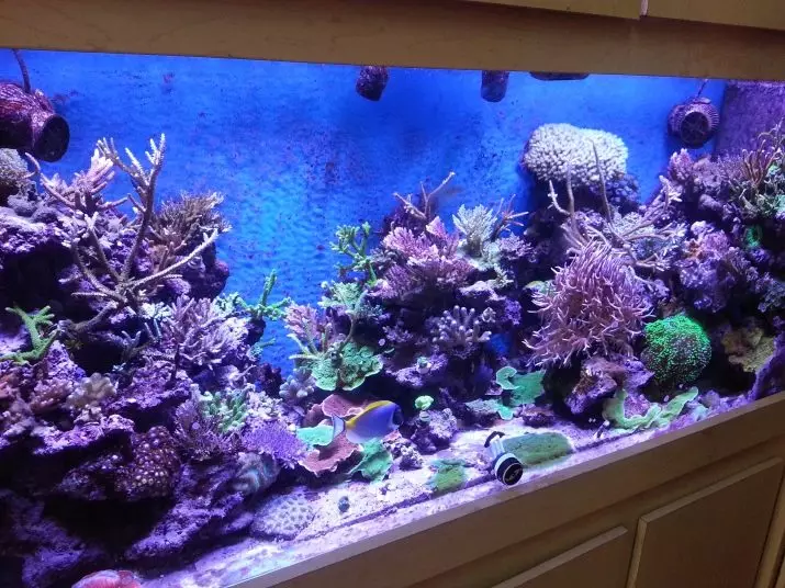 Corent pikeun akuarium (23 Poto): Live sareng Corals, pilihan pikeun ngahias Aquarium sareng panangan sorangan 22171_18