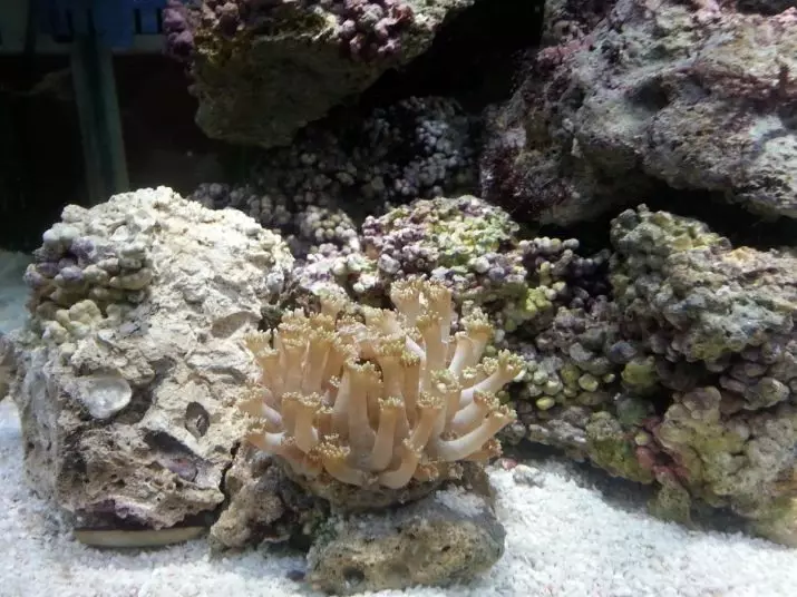 الشعاب المرجانية للحوض السماء (23 صورة): المرجان الحي والاصطناعي، خيارات لتصوير حوض السمك بأيديهم 22171_19