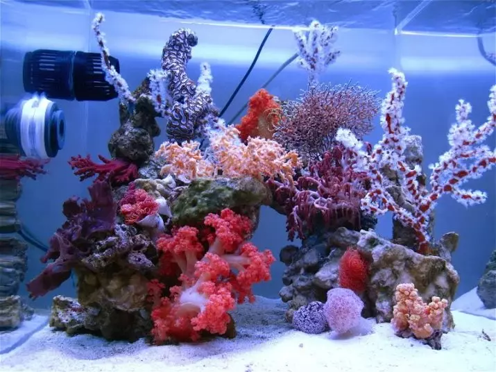 Коралҳо барои Aquarerium (23 суратх): Амалҳои зинда ва сунъӣ, вариантҳо барои ороиш додани аквариум бо дасти худ 22171_23