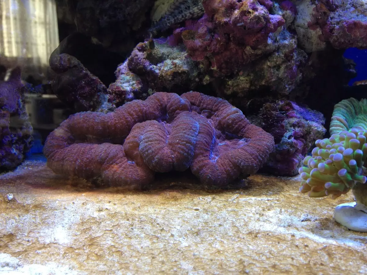 Корали за аквариум (23 фотографии): живи и вештачки корали, опции за украсување на аквариум со свои раце 22171_3