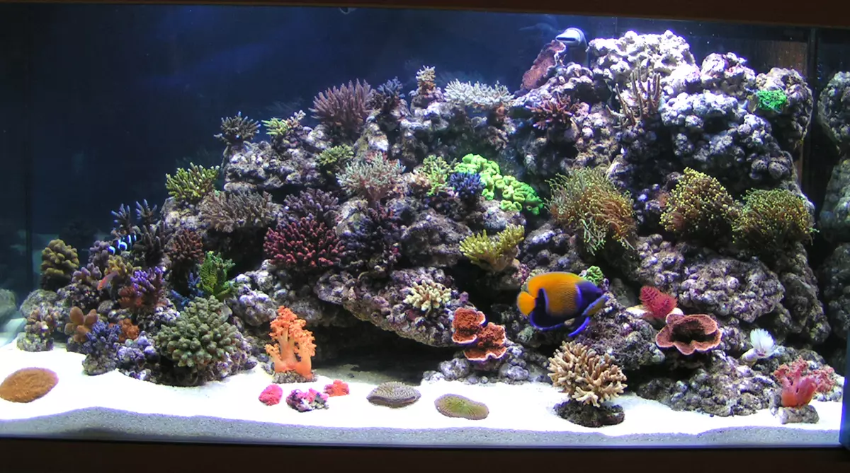 Коралҳо барои Aquarerium (23 суратх): Амалҳои зинда ва сунъӣ, вариантҳо барои ороиш додани аквариум бо дасти худ 22171_5