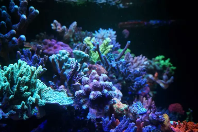 الشعاب المرجانية للحوض السماء (23 صورة): المرجان الحي والاصطناعي، خيارات لتصوير حوض السمك بأيديهم 22171_6