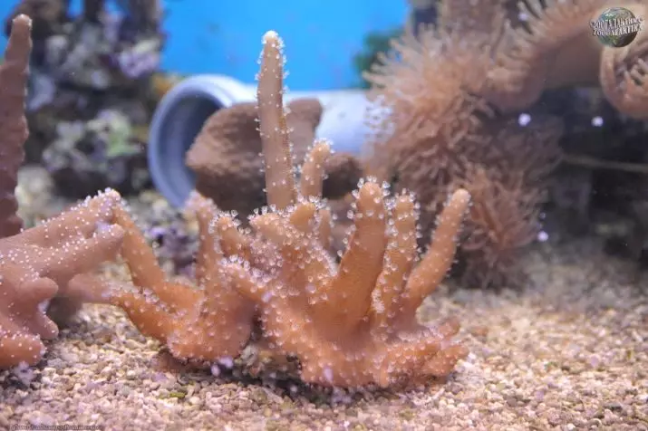 Corales para acuario (23 fotos): corales vivos e artificiais, opcións para decorar aquarium coas súas propias mans 22171_8