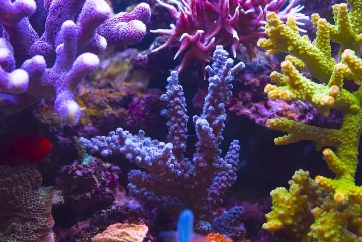 الشعاب المرجانية للحوض السماء (23 صورة): المرجان الحي والاصطناعي، خيارات لتصوير حوض السمك بأيديهم 22171_9