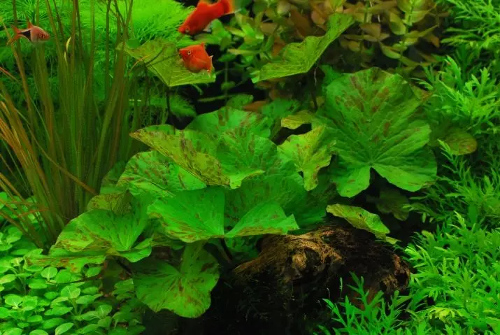 Aquarium Plant of Nymphi (18 wêne): Cûre, erd û lênêrîn, naverok di aquarium. Breeding of Dwarf sor û Nûjîn Nymfei 22172_11