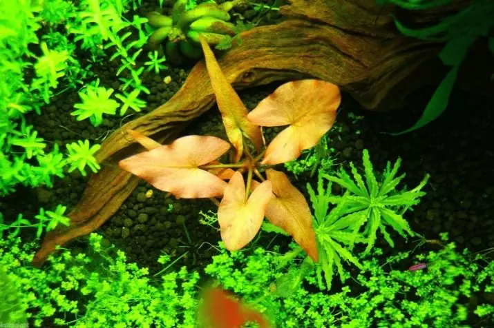 Akwarium plant van Nymphi (18 foto's): tipes, landing en sorg, inhoud in die akwarium. Teling van rooi dwerg en nuwigheid nymfei 22172_12