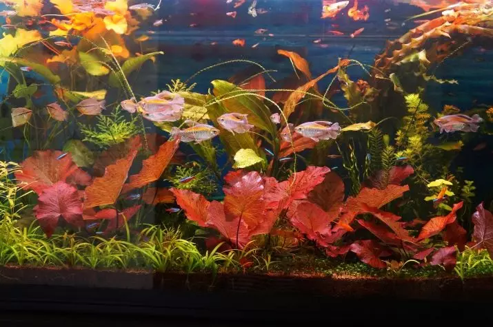 Akwarium plant van Nymphi (18 foto's): tipes, landing en sorg, inhoud in die akwarium. Teling van rooi dwerg en nuwigheid nymfei 22172_13