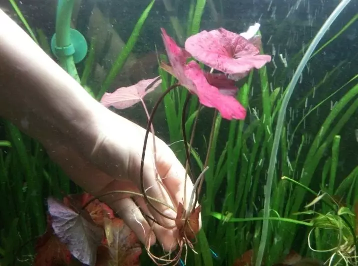 Nymphi-ийн Aquarium ургамал (18 зураг): Аквариум дахь төрөл, газар, газар, анхаарал, анхаарал үйлчилгээ. Улаан одой, шинэлэг nymfei-ийг үржүүлэх 22172_15