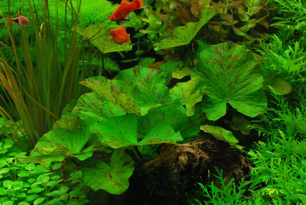Aquariumplant van Nymphi (18 foto's): typen, landing en zorg, inhoud in het aquarium. Fokken van rode dwerg en nieuwigheid Nymfei 22172_2