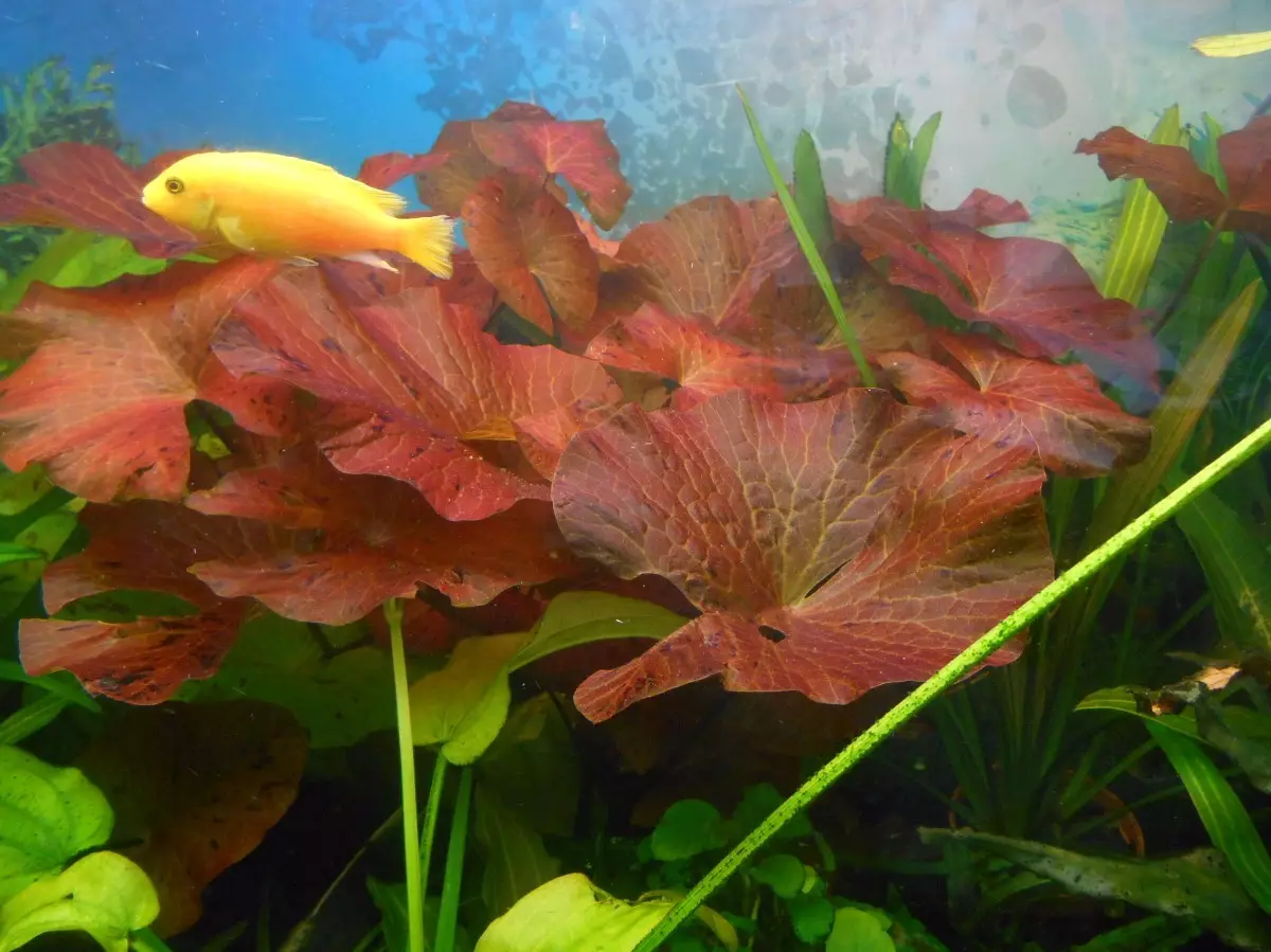 Nymphi akvaariumi taim (18 fotot): liigid, maandumine ja hooldus, akvaariumi sisu. Punane kääbus ja uudsuse NYMFEI aretamine 22172_3
