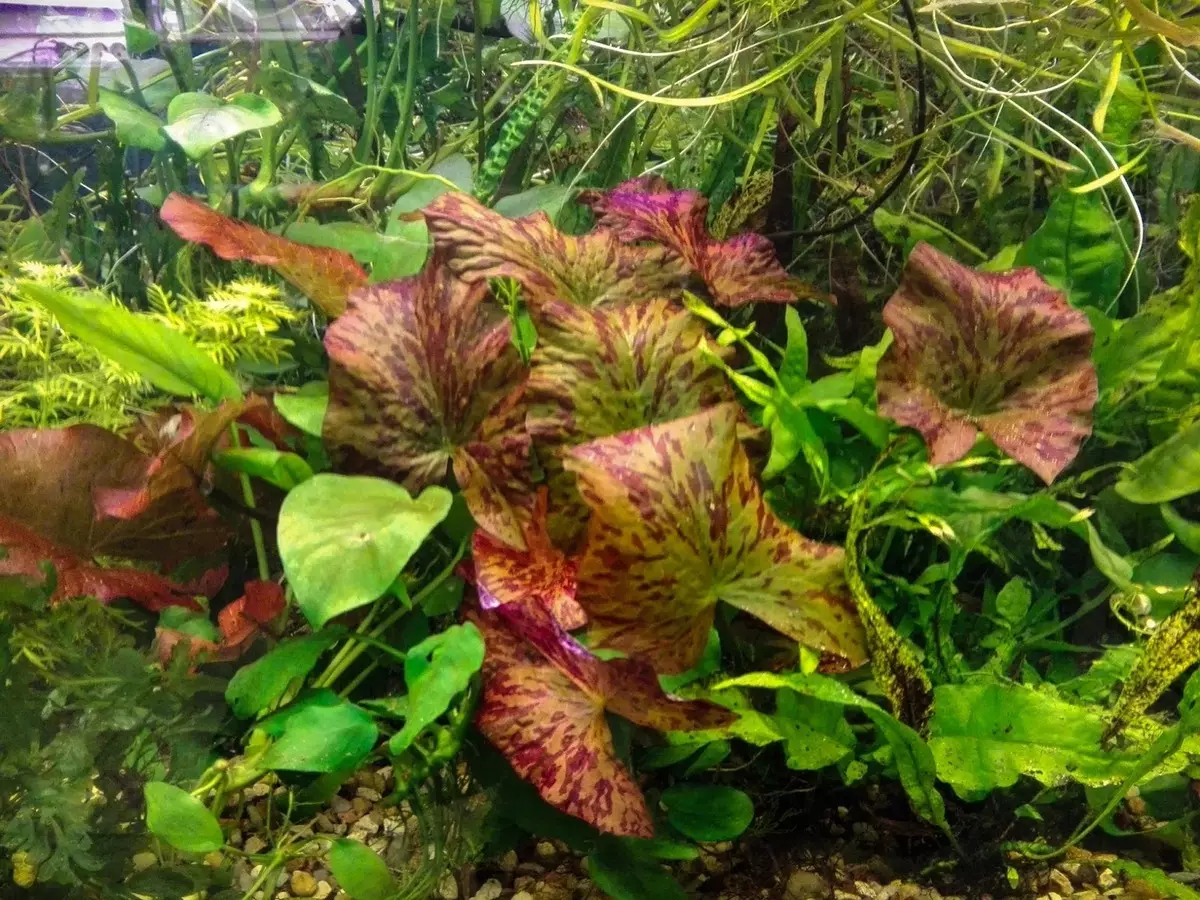 Akwarium plant van Nymphi (18 foto's): tipes, landing en sorg, inhoud in die akwarium. Teling van rooi dwerg en nuwigheid nymfei 22172_4
