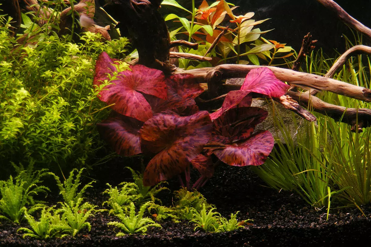 Nymphonin akvaario kasvi (18 valokuvaa): tyypit, laskeutuminen ja hoito, sisällön akvaario. Red Dwarfin ja Uutuus Nymfei 22172_5