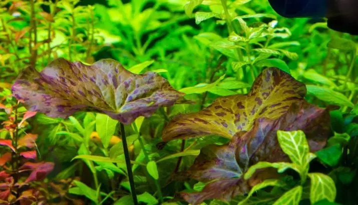 Akvarij biljke Nymphi (18 slike): vrste, slijetanje i brige, sadržaj u akvariju. Uzgoj crvenog patuljka i novina nymfei 22172_6