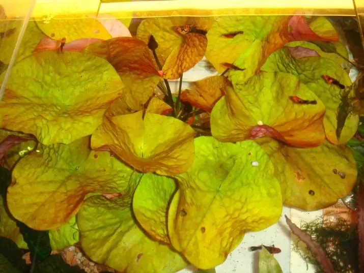 Nymphi Aquarium მცენარეთა (18 ფოტო): ტიპები, სადესანტო და ზრუნვა, შინაარსი აკვარიუმი. წითელი ჯუჯა და სიახლე Nymfei გამოყვანა 22172_8