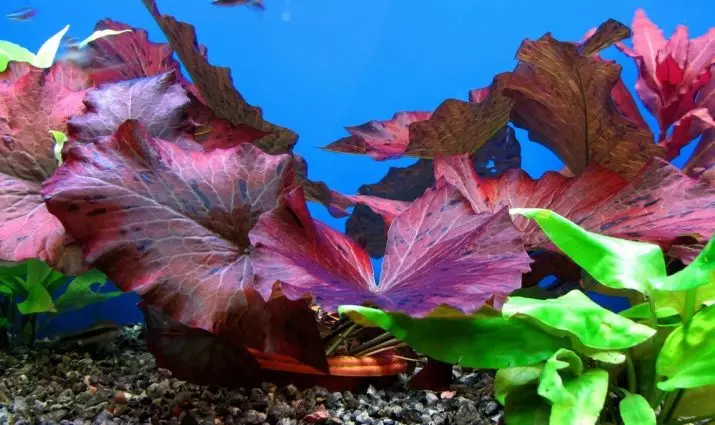 Aquarium Plant of Nymphi (18 wêne): Cûre, erd û lênêrîn, naverok di aquarium. Breeding of Dwarf sor û Nûjîn Nymfei 22172_9