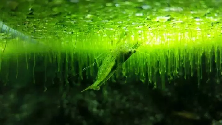 Rock v Aquarium (13 fotografií): Výhody a poškodenie tejto rastliny akvárií. Ako sa chovať a zbaviť sa prebytku? 22174_11