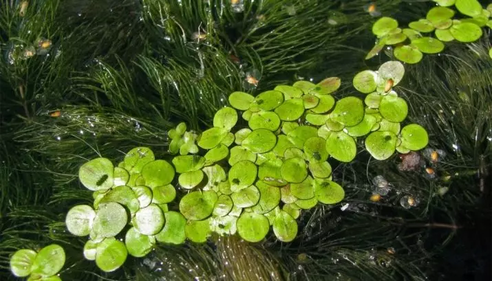 Rock v Aquarium (13 fotografií): Výhody a poškodenie tejto rastliny akvárií. Ako sa chovať a zbaviť sa prebytku? 22174_5